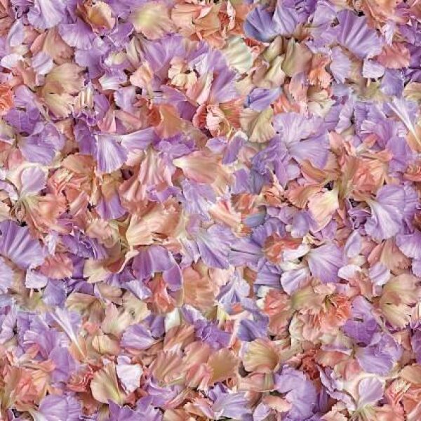 Petal Toss Peach